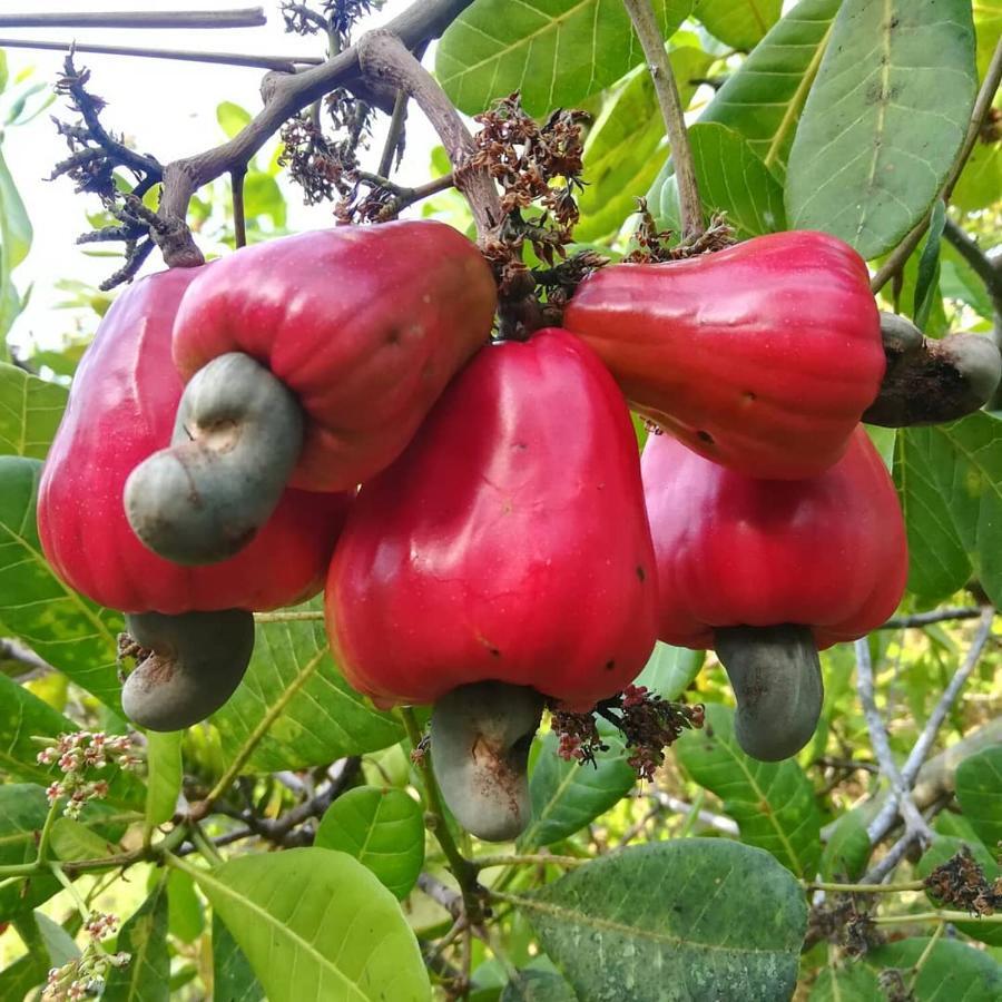 Cashew Nut Bungalow, Ko Mook Dış mekan fotoğraf
